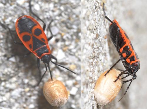 Réf. 311 743 : Pyrrhocoris apterus